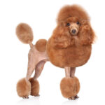 Poodle Toy é um companheiro pequeno